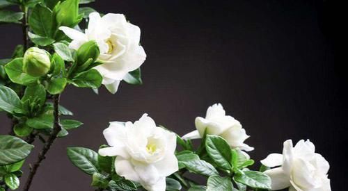  『栀子花』栀子花开完花以后要这么做，叶不黄芽不枯，二次开花再爆盆