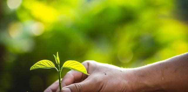  「旺盛」春季绿植管理方法和种植很关键，做好3个方面让绿植旺盛生长