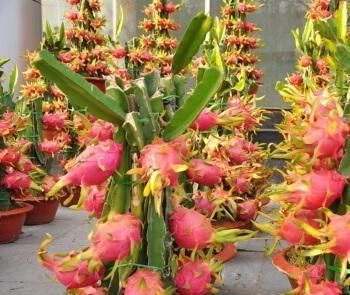  『吃不完』这3种水果，吃完“核”别扔，养成盆栽，来年果子吃不完！