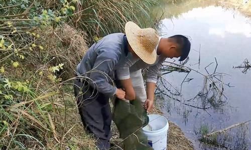  图片来源于网络：这条小溪鲫鱼泛滥，鱼笼拉出水的那一刻太过瘾，收获10多条野货