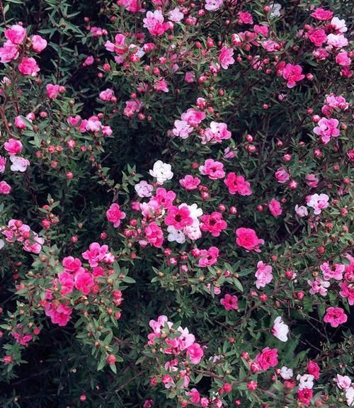  『名流千秋』喜欢菊花，就养“菊中精品”碧空银花，是银白莲花，清秀淡雅