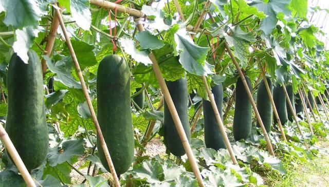  价只有2毛@亩产可达5000斤，曾是儿时美味，如今收购价却只2毛一斤