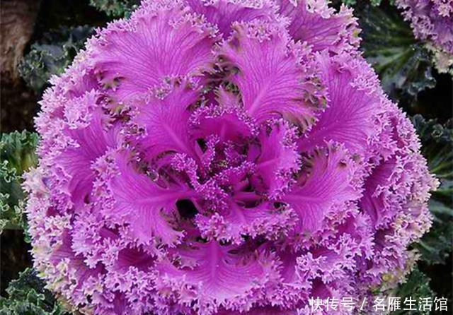  『紫叶生菜』阳台种菜不容错过的6种蔬菜，颜值超高，每一种都很值得种