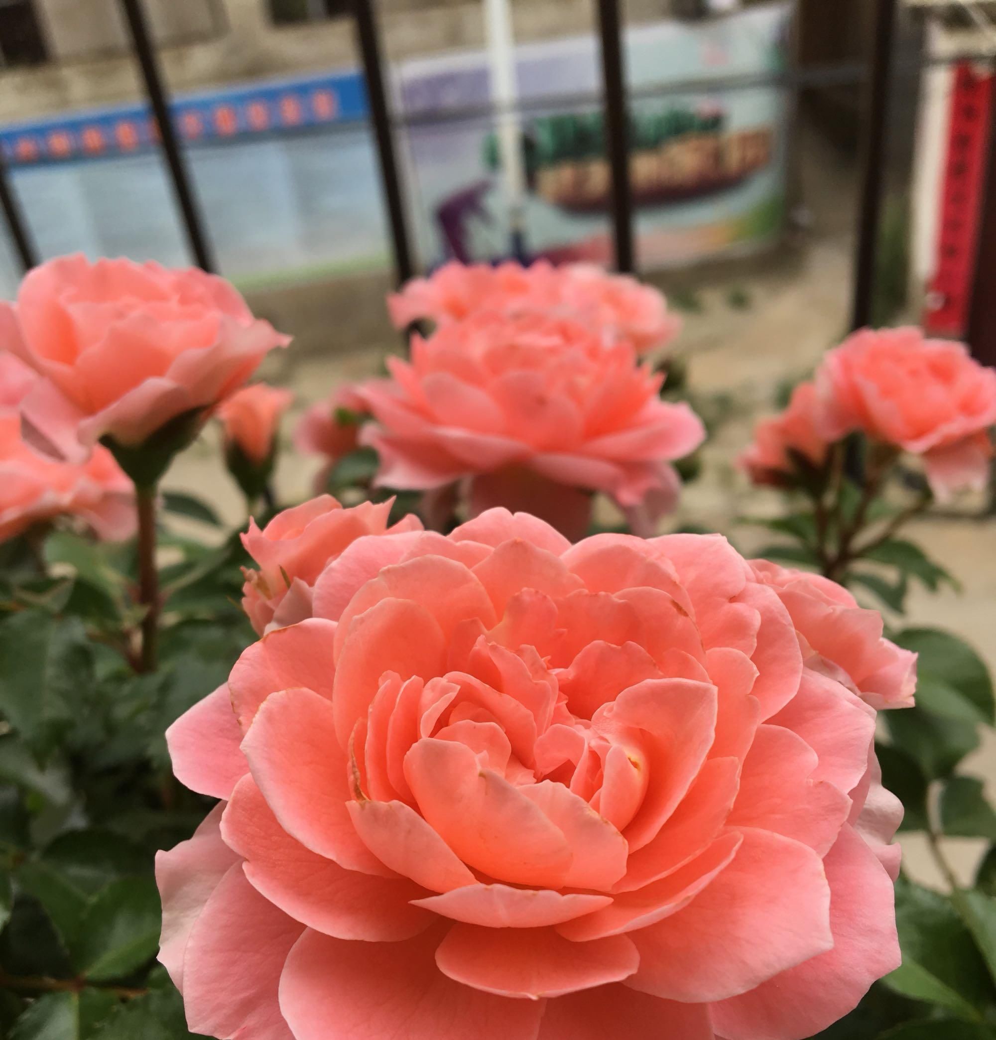 「盆栽」此盆栽号称开花机器，全年开花，香气四溢，观赏价值高，还超好养