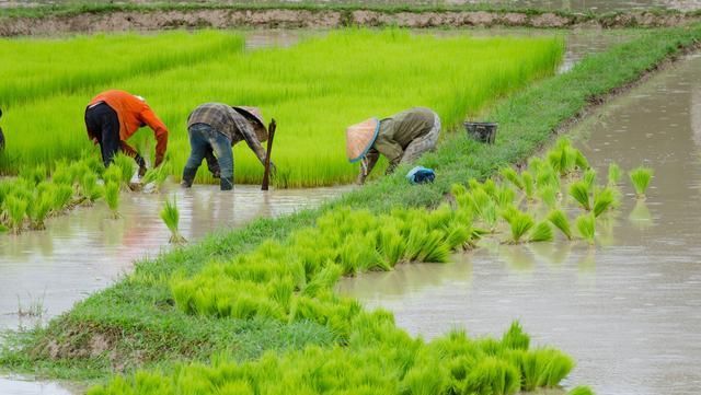  稻田：辟谣：稻田养殖泥鳅不赚钱！这篇文章养殖户养泥鳅发财却