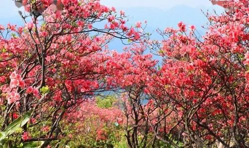  品种@300多个品种！临平公园杜鹃已经盛放！另有千亩花海即将红遍山野