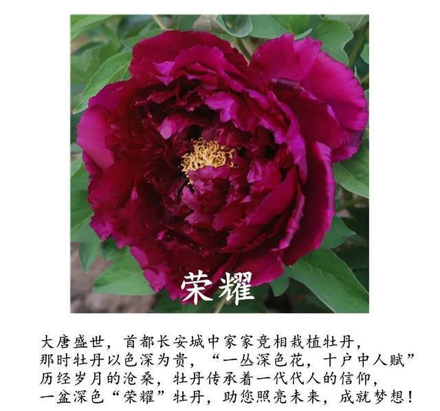 全场■国花牡丹,春天最大气的花,开出第一朵,就惊艳全场!