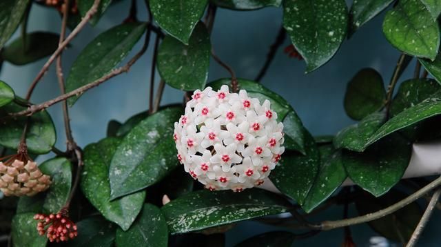  盆栽@想要盆栽爬藤花卉？试试花开繁盛、几天就能爬满窗的球兰花！