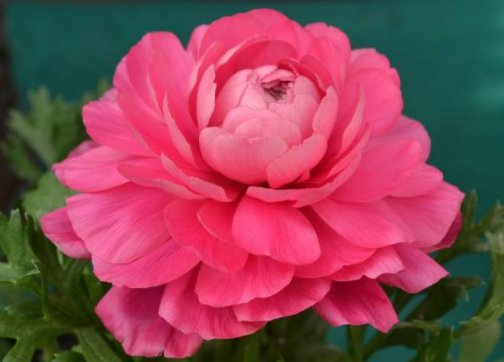  「漂亮」家养这5款花朵，花开漂亮似牡丹，全年开花不断，建造绝美小花园