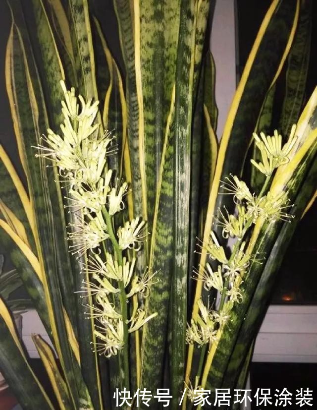  #长寿花#养花技巧：这5种花不用买了，蹭掉的叶子塞盆里，立马又冒一大盆