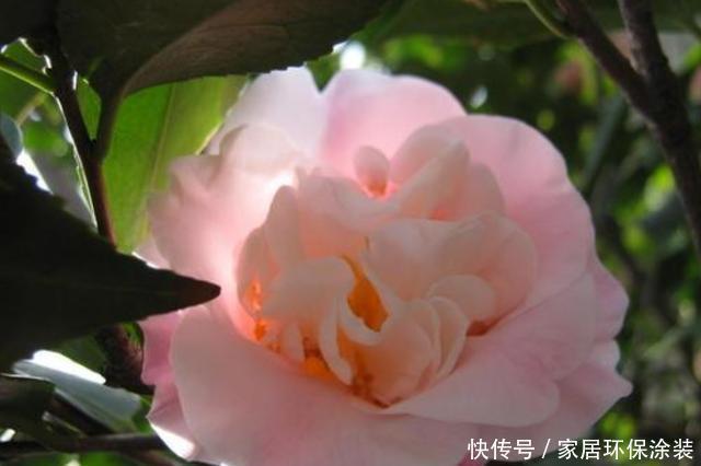  [家养]3种花适合家养，好养易活开花量大，花期长达半年，适合新手养护
