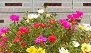  『不停』用好掐字诀，太阳花持续爆满盆，花开不停