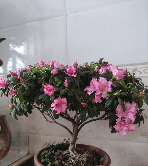  『春天』春天养这几款花，插个枝就能活，开花一簇一簇，花朵烂漫迷人眼