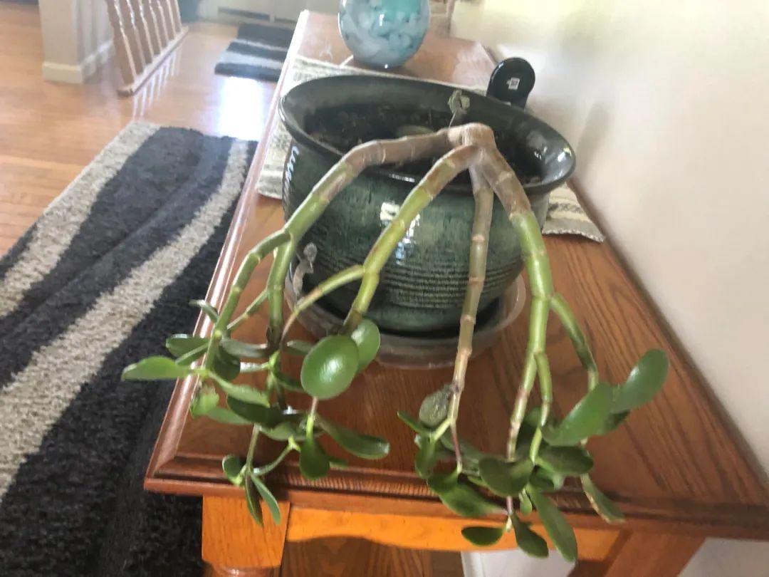  [肉质型]玉树的茎叶开始低垂，可能就是这几种原因引起的，看都怎么解决