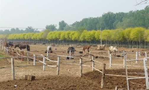  「果树」丰厚农民钱袋子 平谷峪口拆违建种果树