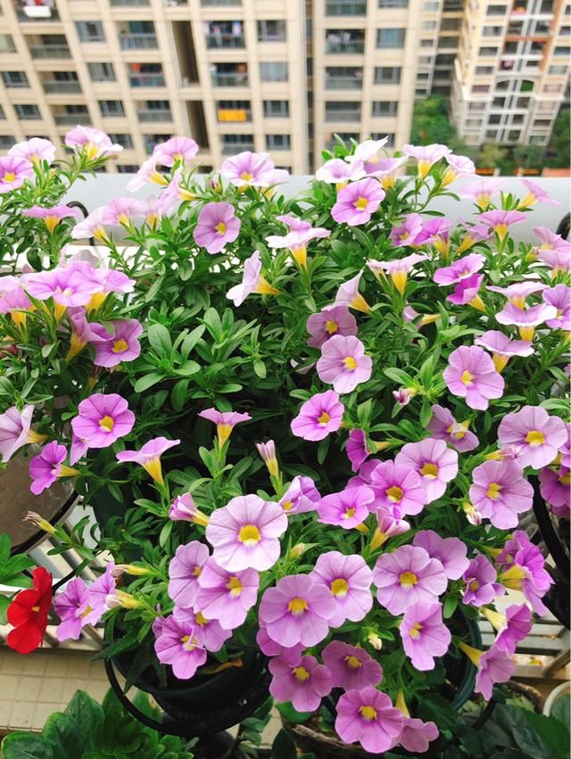  呼呼@小阳台适合吊起来养花，4种花养在阳台上，呼呼爆盆