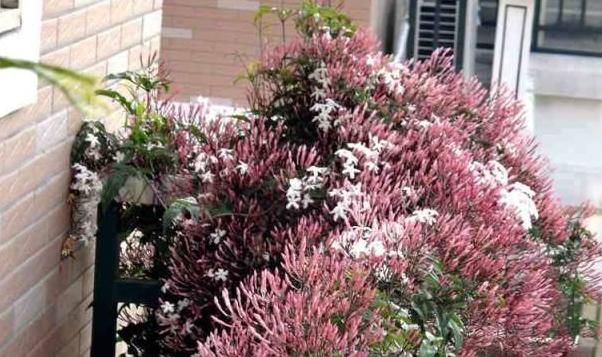 #芳香#特别适合观赏的4款花,花繁叶茂,芳香四溢,让家门前变小花园