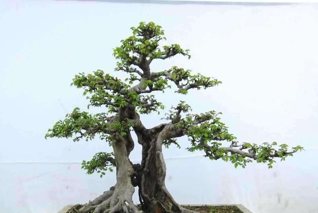  [要注意]树桩盆景什么最重要？“造景”是第一位，人工造景需要什么技巧？