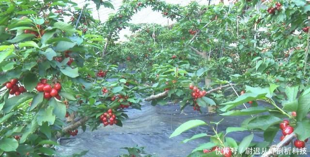 「樱桃没」产地频繁卖不动,数万吨找销路,价格却很贵,吃货:烂地里吧
