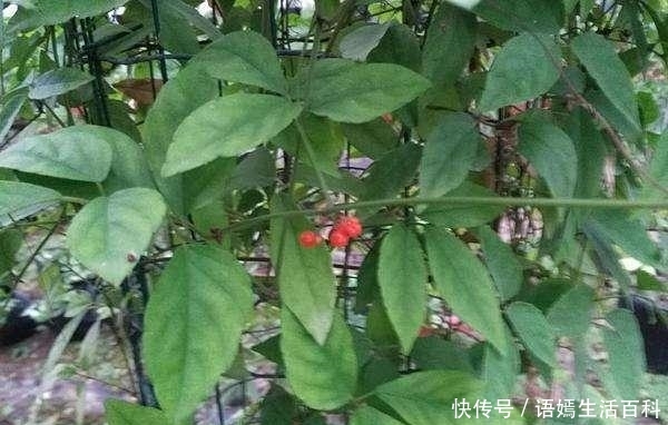 农村一种“蛇附子”，过去挖来喂猪，价值珍贵，一斤90元