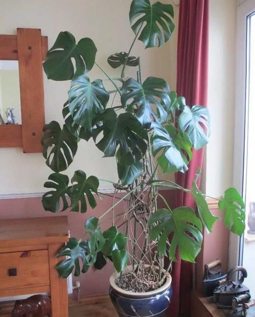  【养在浴室里面】浴室里面必备的几种绿色植物，这几种观叶植物叶子翠绿，特好养