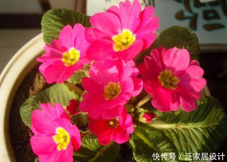  #选择#喜欢在家中养护花卉，就选择花色绚丽多样，花期长的花卉，优雅