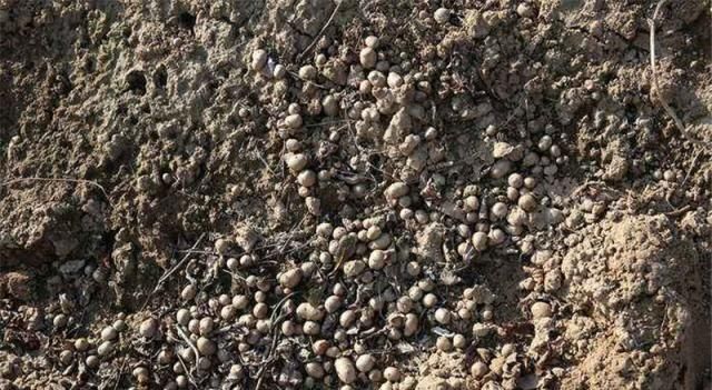  #果实#果实像土豆，农民年年种，如今收获季却扔地里，成大妈最