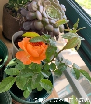 植物|这个夏天,植物这样养,绽放美丽光彩
