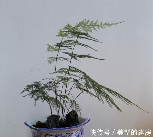 『拥有』这种“杀菌花”,家里摆一盆,养眼还养人,家人身体好,值得拥有