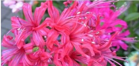  『水晶』盆栽钻石水晶，花名昂贵无比，花色绚丽闪闪发光，完胜百合爱爆盆