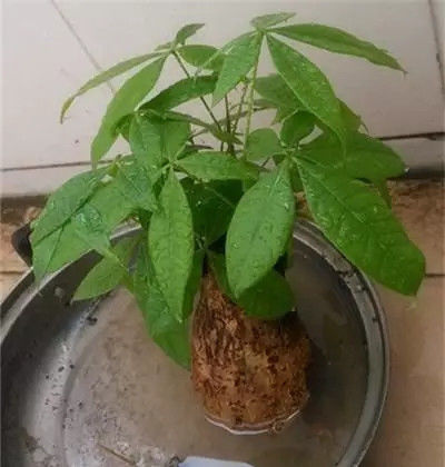  [浇水]发财树烂根怎么办？只需沾点它90%能救回，还能让叶片肥厚绿油油！