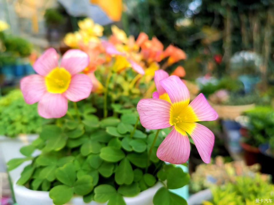  春天@我家的花花草草第十三季-鼠年春天花开满园