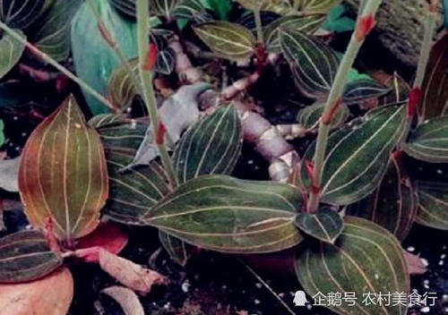 这种野草长得像“金线莲”如今却比金线莲贵，若是见到请珍惜