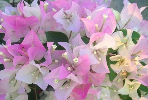 「花芽分化」三角梅不开花别盲目控水,从几方面找原因,正确处理才能花枝满头