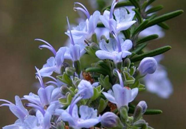  芳香：芳香驱蚊的迷迭香，春天养护注意4个问题，才会旺盛生长香气迷人