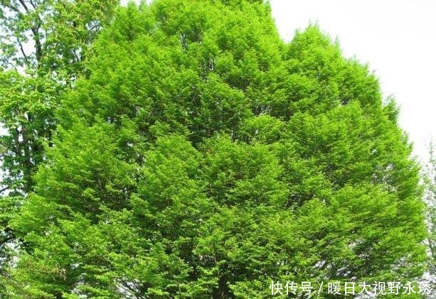  [我国]我国有棵树，全球仅此一棵，外国人想看，都还得来中国