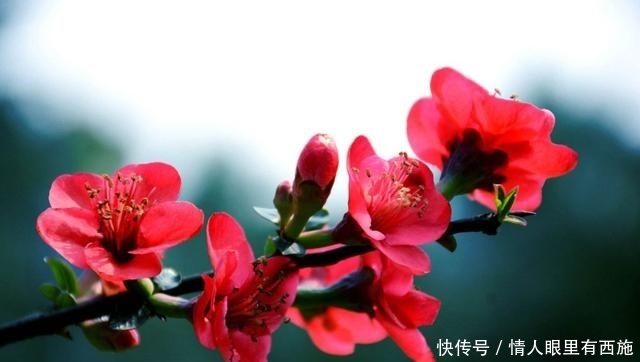  生机：海棠花的叶片总发黄？做好这几点，让其重新恢复生机！