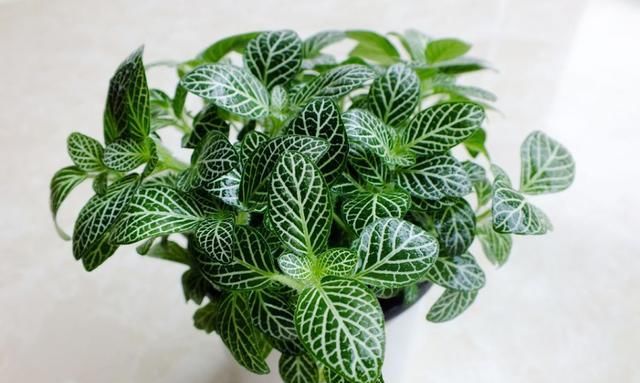 「生长期要给」在家养这几种观叶植物，不仅养护简单，而且还超有格调！