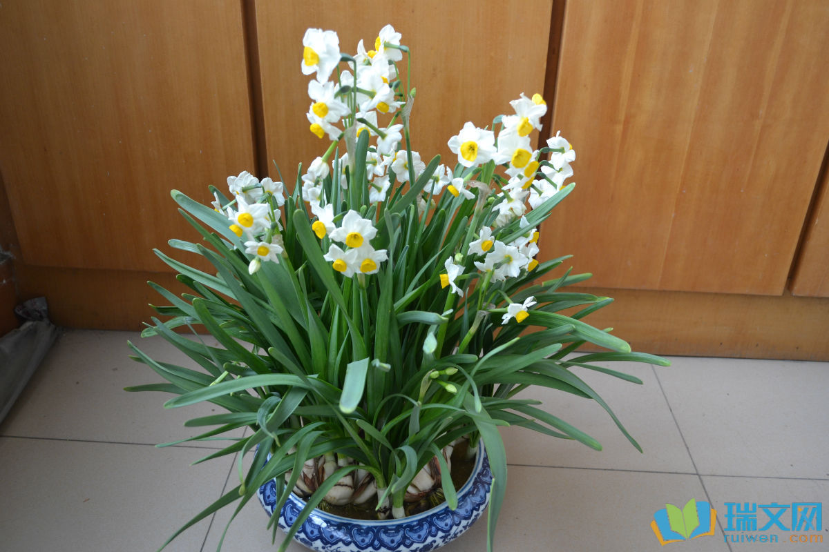 关于水仙花的著名散文