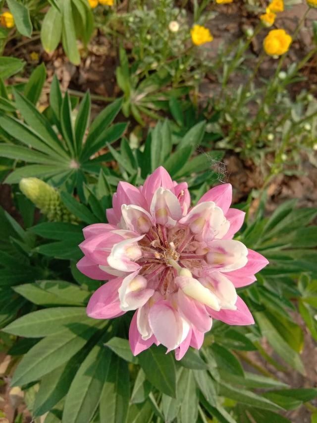  『盛花期』原来鲁冰花真的是一种花，这里有10万株进入盛花期