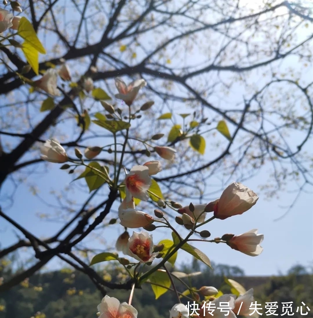 来自@实拍!4月第一天,请接受来自桐子花的颜值暴击吧!