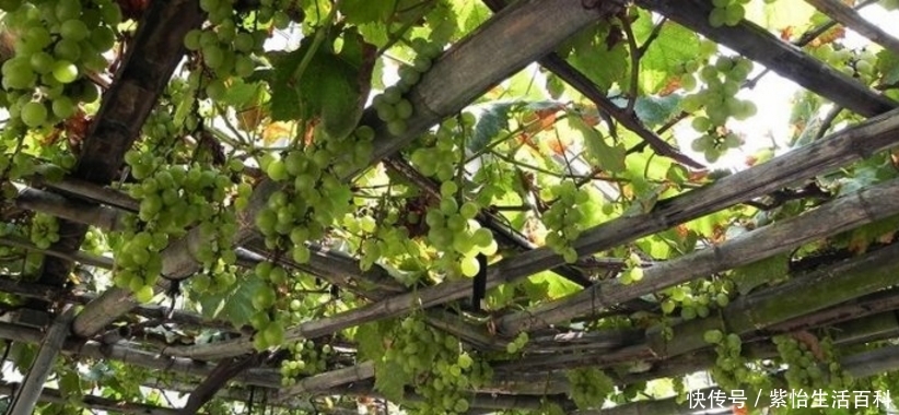 以前农村流行在家门口种植葡萄，现在却很少人种植，这是为何？