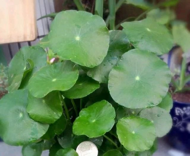  「不难」铜钱草怎么控制不开花？3个重点不要忽略，叶片肥大绿油不难