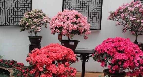 『越来越』如何让三角梅花开不断?教您三角梅种植管理3要点