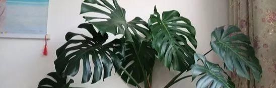  富贵@客厅就养这3种花，富贵大气颜值高，你家有吗？