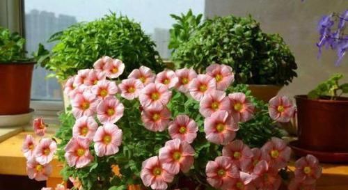  『家里』家里养什么花好？选择这些花卉，好养活、易开花，打造阳台小花园