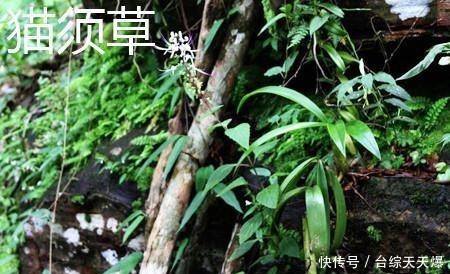 区别@4月发文:猫爪草和猫须草有什么区别?