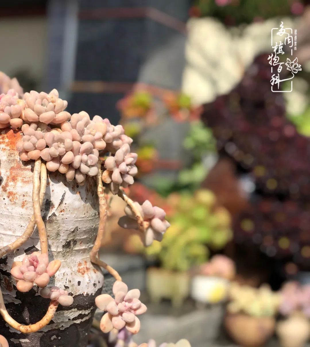  「院里」在茜的多肉小院里,花时间种快乐!