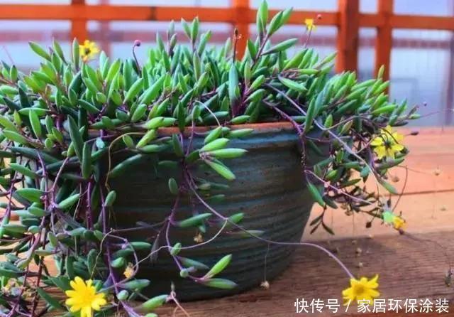  阳光|3月扦插这种花，生根之后就疯长，25天长满盆，叶片独特又漂亮