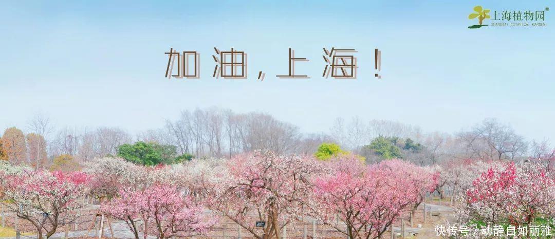  【竟然】杨柳科“美丽烦恼”的原形，竟然是它